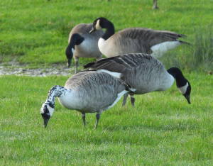 Canada Goose with Speckled Head Observation UK and Ireland iSpot